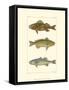 Freshwater Fish I-null-Framed Stretched Canvas