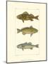 Freshwater Fish I-null-Mounted Art Print