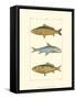 Freshwater Fish II-null-Framed Stretched Canvas
