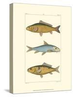 Freshwater Fish II-null-Stretched Canvas