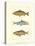 Freshwater Fish II-null-Stretched Canvas