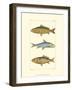 Freshwater Fish II-null-Framed Art Print