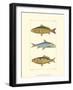 Freshwater Fish II-null-Framed Art Print