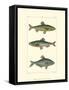 Freshwater Fish III-null-Framed Stretched Canvas