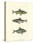 Freshwater Fish III-null-Stretched Canvas