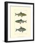 Freshwater Fish III-null-Framed Art Print