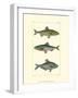 Freshwater Fish III-null-Framed Art Print