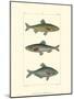 Freshwater Fish III-null-Mounted Art Print