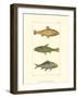 Freshwater Fish IV-null-Framed Art Print