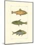 Freshwater Fish IV-null-Mounted Art Print