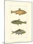 Freshwater Fish IV-null-Mounted Art Print
