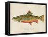 Freshwater Fish Study I-Victoria Barnes-Framed Stretched Canvas