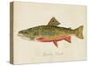 Freshwater Fish Study I-Victoria Barnes-Stretched Canvas