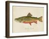 Freshwater Fish Study I-Victoria Barnes-Framed Art Print