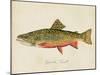 Freshwater Fish Study I-Victoria Barnes-Mounted Art Print