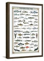 Freshwater Fish-null-Framed Premium Giclee Print