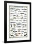 Freshwater Fish-null-Framed Premium Giclee Print