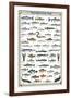 Freshwater Fish-null-Framed Premium Giclee Print