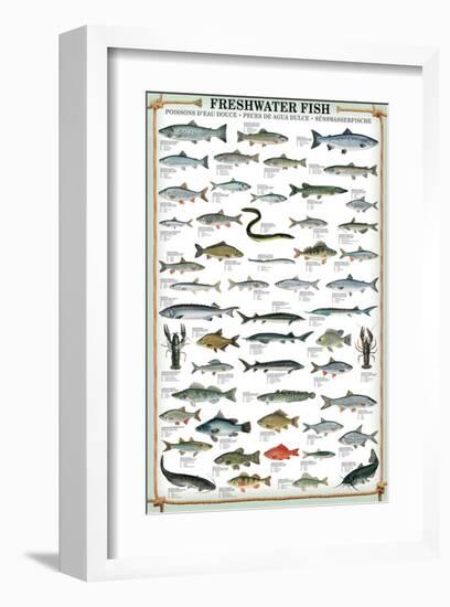 Freshwater Fish-null-Framed Art Print