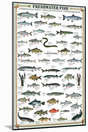 Freshwater Fish-null-Mounted Art Print