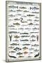 Freshwater Fish-null-Mounted Art Print