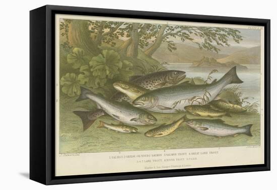 Freshwater Fish-null-Framed Stretched Canvas