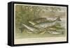 Freshwater Fish-null-Framed Stretched Canvas