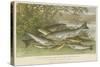 Freshwater Fish-null-Stretched Canvas