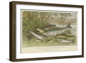 Freshwater Fish-null-Framed Giclee Print