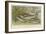 Freshwater Fish-null-Framed Giclee Print