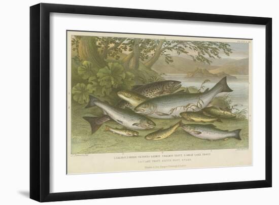 Freshwater Fish-null-Framed Giclee Print