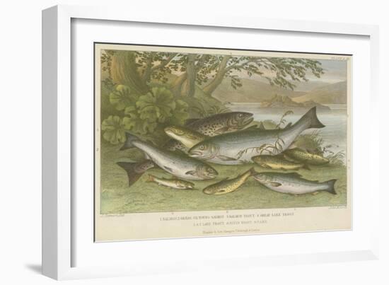 Freshwater Fish-null-Framed Giclee Print
