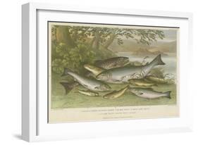 Freshwater Fish-null-Framed Giclee Print