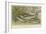 Freshwater Fish-null-Framed Giclee Print