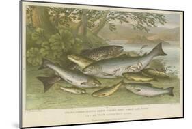 Freshwater Fish-null-Mounted Giclee Print