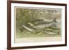 Freshwater Fish-null-Framed Giclee Print