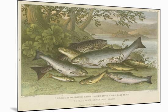 Freshwater Fish-null-Mounted Giclee Print