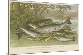 Freshwater Fish-null-Mounted Giclee Print