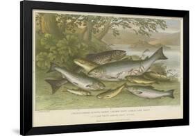 Freshwater Fish-null-Framed Giclee Print