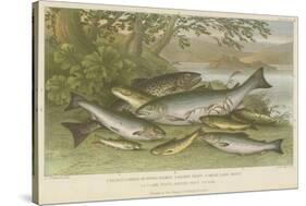 Freshwater Fish-null-Stretched Canvas