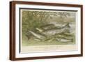 Brown Frame