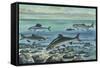 Freshwater Fishes in River-null-Framed Stretched Canvas