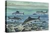 Freshwater Fishes in River-null-Stretched Canvas