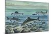 Freshwater Fishes in River-null-Mounted Giclee Print