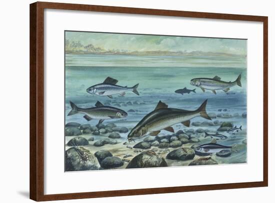 Freshwater Fishes in River-null-Framed Giclee Print