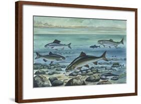 Freshwater Fishes in River-null-Framed Giclee Print