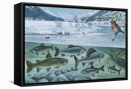 Freshwater Fishes: Mountain River in Winter-null-Framed Stretched Canvas