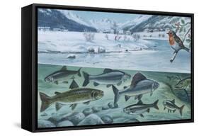 Freshwater Fishes: Mountain River in Winter-null-Framed Stretched Canvas