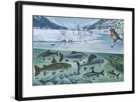 Freshwater Fishes: Mountain River in Winter-null-Framed Giclee Print