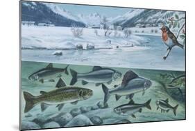Freshwater Fishes: Mountain River in Winter-null-Mounted Giclee Print